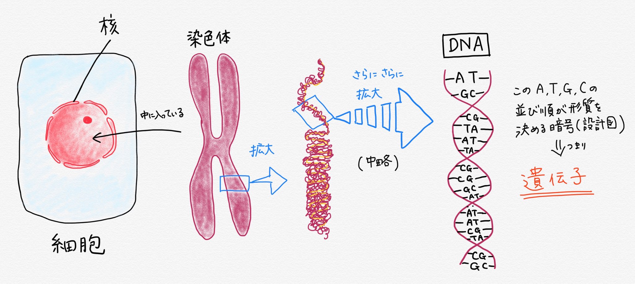DNAって目に見えるの？あの身近な〇〇〇からDNAを取る実験を自宅でしてみた！｜オンライン家庭教師「まなぶてらす」のブログ