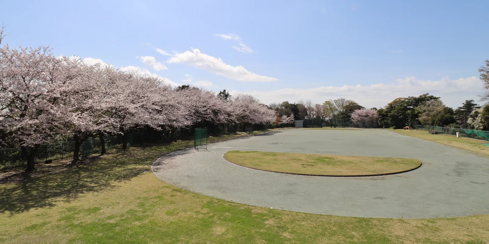 聖園女学院中学校・高等学校のグラウンド。満開の桜の木が並び、その脇にトラックと芝生が広がっている