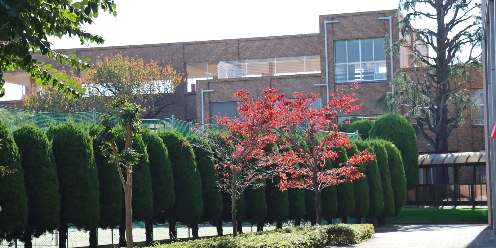 聖園女学院中学校・高等学校の中学棟。れんが色の校舎の手前に、刈り込まれた針葉樹が並び、赤く色づいた木が立っている
