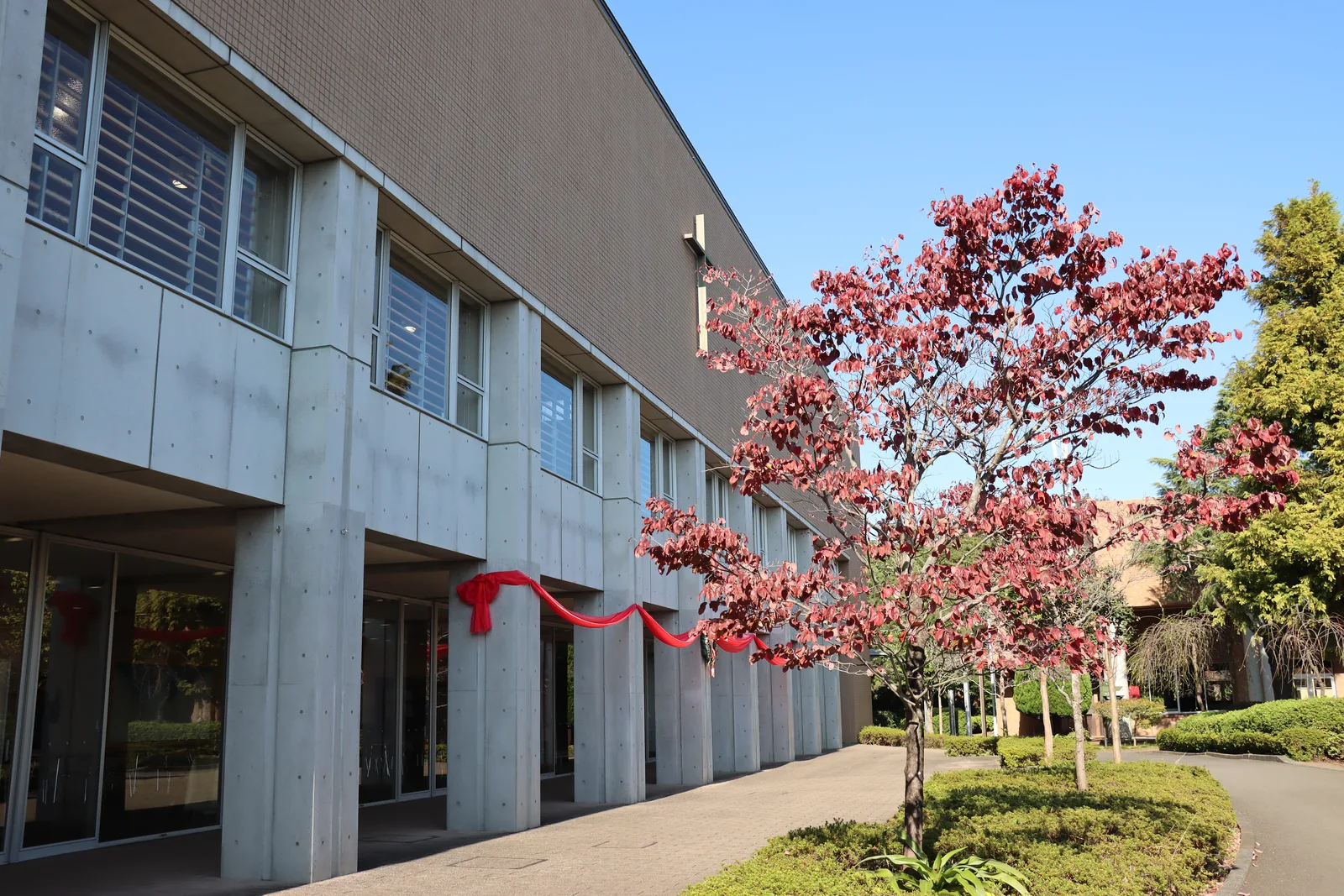 聖園女学院中学校・高等学校のマリアホール。コンクリートの柱が並ぶ建物の壁に十字架があり、柱には赤い布の飾り、手前には赤く色づいた木がある