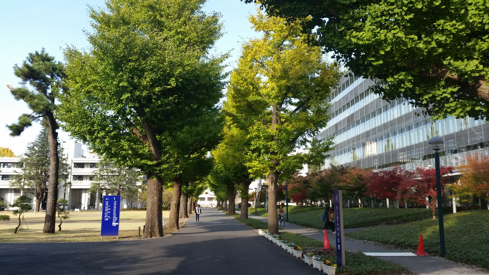相模女子大学のキャンパス。正門から続くいちょう並木の下に歩道がのびている